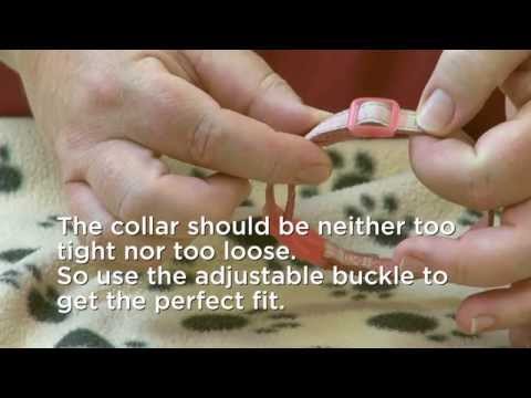 YouTube video about: How tight should a collar be on a cat?
