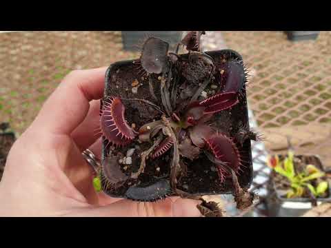 Is Your Venus flytrap Dormant or Sick?