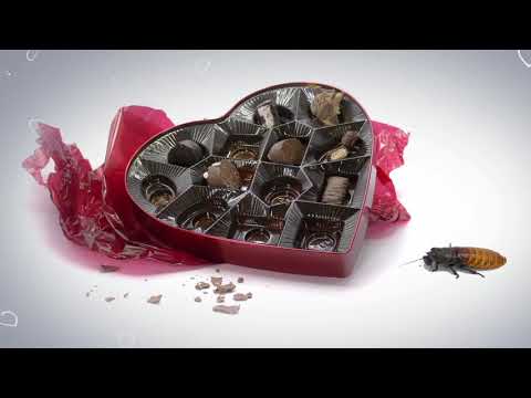 Bronx Zoo Roach Vday