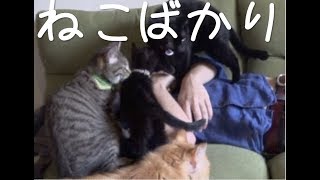 かわいい保護猫カフェSun Cafeを見に行こう！