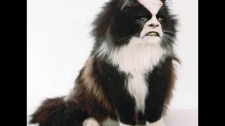 Immortal - Noctambulant