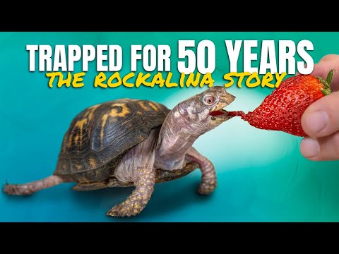 Rockalina’s FULL Story: A Turtle’s Recovery After 50 Years of Neglect (Fed Cat Food + No Sunlight)