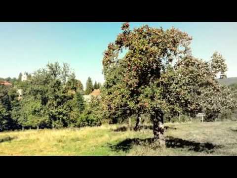 NA PRODEJ pozemky 18.000 m2. Proboštov,Malečov. T.Č.: 73950