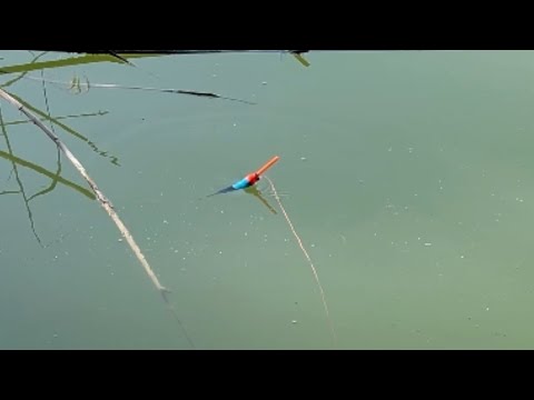 Când trage unu după altul 😁Pescuit la pluta cu cea mai bună momeală