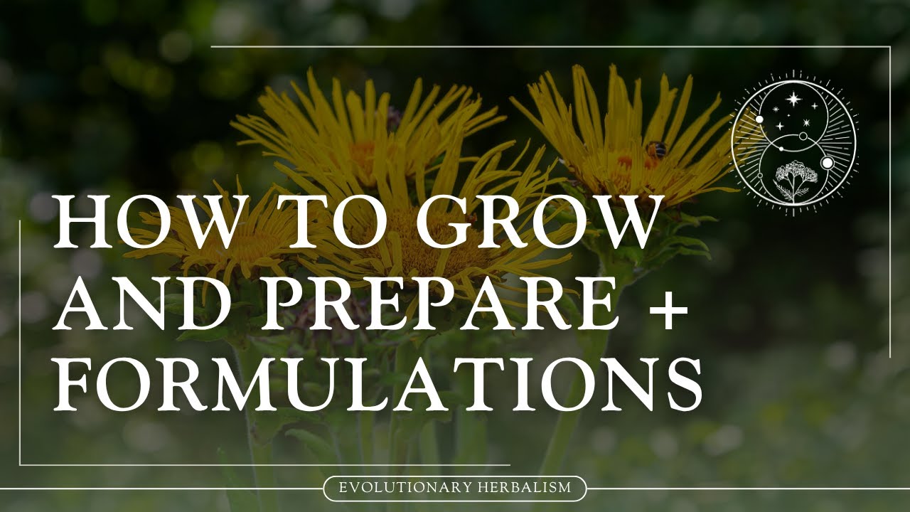 Elecampane: Growing, Harvesting, and Preparing - YouTube