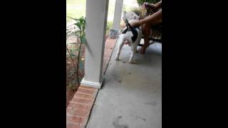 Big Country the big baby