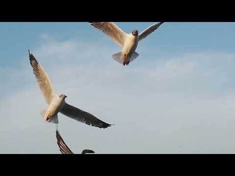 MoulaUE - FREE (ft. D'Dra & Rajah Khona'i) [Official Visualizer]