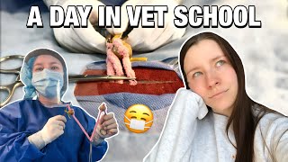 DAY IN THE LIFE OF A VET STUDENT: first surgery, a final exam and lots of stress!