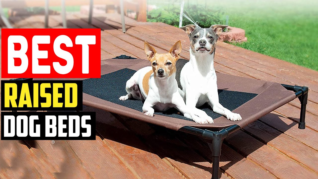 ✅Top 5 Best Raised Dog Beds in 2025