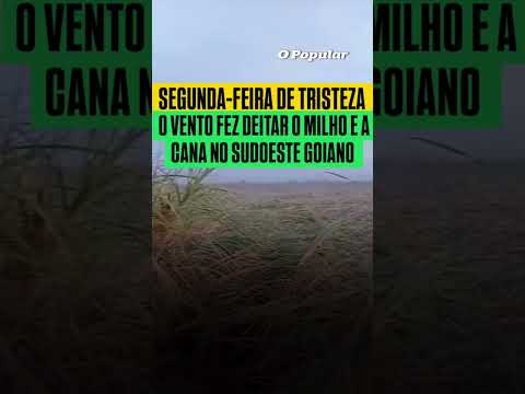 Chuvas fortes derrubam lavouras de milho e cana e geram prejuízos em Rio Verde