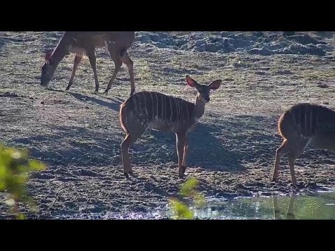 Djuma: Nyalas with limping female and Impala - 08:00 - 06/20/19