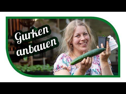 , title : 'Gurken anbauen und Gurken pflanzen 🥒 Tipps für Aussaat und Pflege im Freiland + Gewächshaus Ogórki'