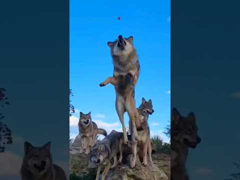 Deja vu ?🐾🌱🐺#Therian#jump #fly #wolf#dejavu