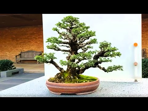 David Elm Forest Style Bonsai Tree, Chicago Botanic Garden Bonsai Collection, October 2023 #bonsai