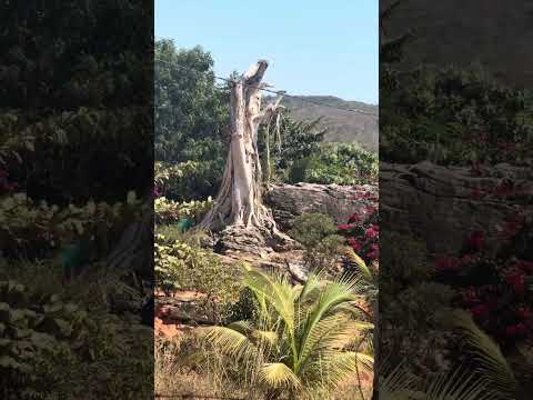 Explorando os lugares do interior da Bahia São desiderio BA