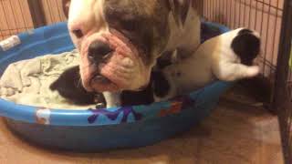 Old English Bulldog Puppies Sale in Hendersonville, TN
