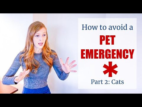 How to Avoid a PET EMERGENCY - Cats | BellaVet