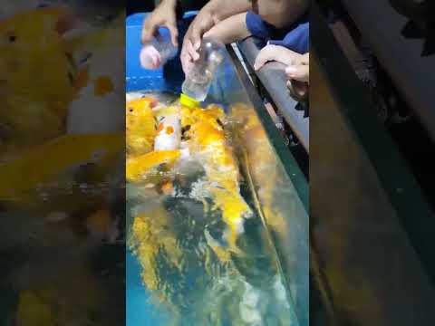 #unique fish feeding##fish aquarium##