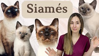 🔷Gato Siamés🔷🐱 ¿Un TERMOSTATO parlanchín