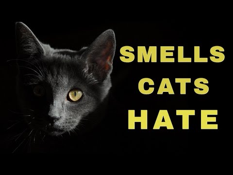 5 Smells Cats Hate