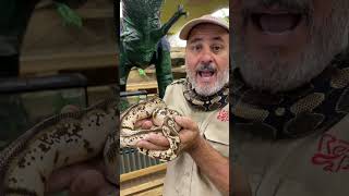 Amazing Ball Python! 🙌 🐍 by Prehistoric Pets TV
