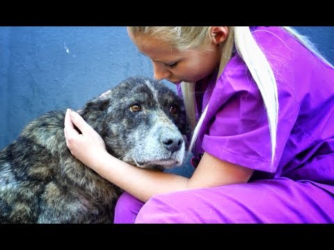 GIANT dog spent her life alone in a landfill... she only wanted LOVE!