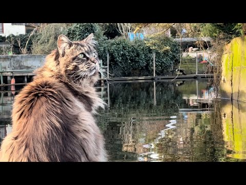 Louis is meeting a surprised cat watching him kayaking! 🛶🐈 🙄🙀🤔