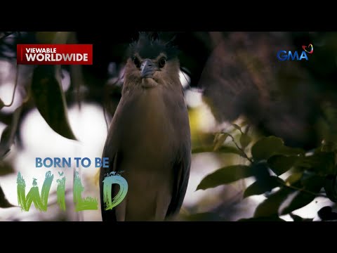 Ibong wakwak, bakit nga ba pinagkakamalang aswang? | Born to be Wild