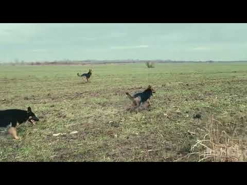 Haita de Ciobănesc German 🥰🐕