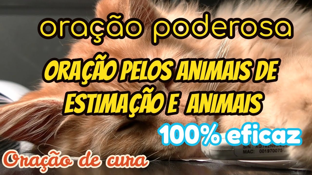 ORAÇÃO pelos ANIMAIS DE ESTIMAÇÃO/Oração pelos animais em geral/ Oração que cura os animais