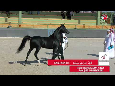 284 SHAYAN DE MAGNIFIQUE _ AJMAN ARABIAN HORSE CHAMPIONSHIP 5  - 7  January  2024.