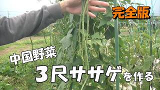 中国野菜３尺ササゲを作る　完全版