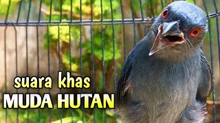 Download lagu srigunting abu abu gacor PANCINGAN MACET BUNYI mp3 Download lagu srigunting abu abu gacor PANCINGAN MACET BUNYI mp3