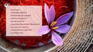 Шафранът – подправката с цена на злато