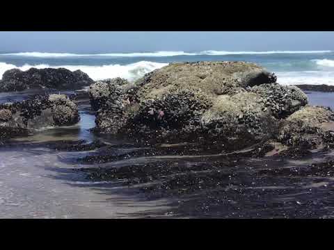 Pt 3 starfish Lincoln city Oregon June 27 2021