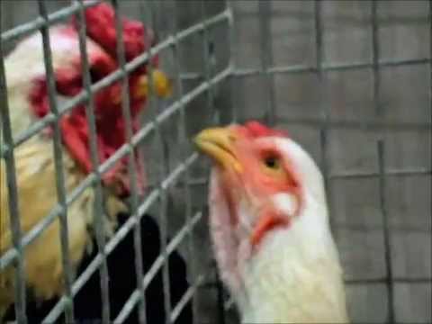 , title : 'Hen is kissing a rooster, Henne küsst Hahn, Yamato Gunkei silber-weizenfarbig'