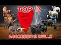 Top 12  Most Aggressive Cattle Breeds in the World