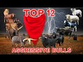 Top 12 Most Aggressive Cattle Breeds In The World
