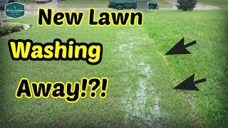 Too Much RAIN For Newly Seeded Lawn!