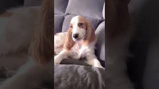 Download lagu SA AE LU TONG😂#shorts #dog #cat #lucu mp3 Download lagu SA AE LU TONG😂#shorts #dog #cat #lucu mp3