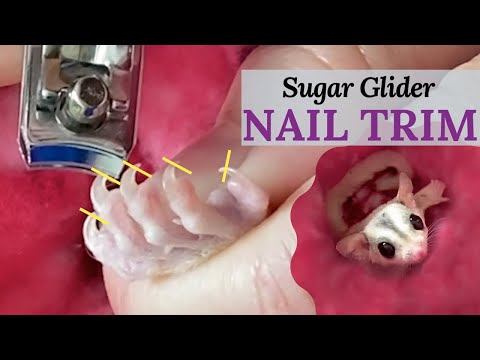 Untamed Sugar Glider NAIL TRIM | what I do every…