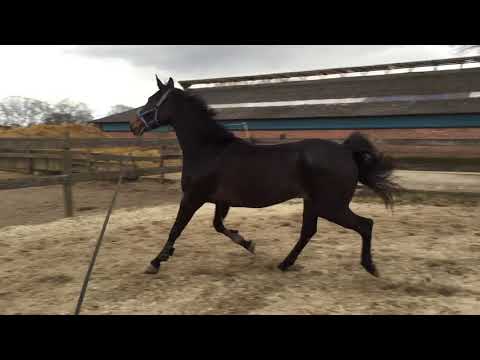 4 yh mare corbella v.Colgig (cor de la bryere)