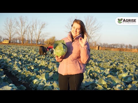 Agrise | Досягаємо разом з Вами!