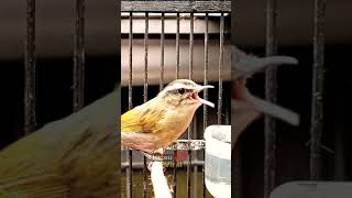 Download lagu Burung Cikrak Daun ( Blereng ) Gacor mp3