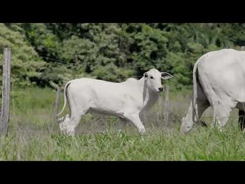 NELORE WBS- ZAMOA FIV DA FST - WBS 1485