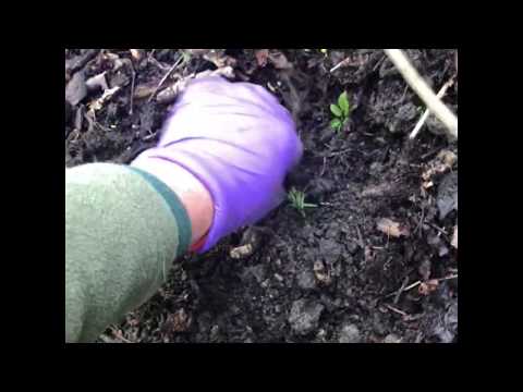 RHS Level 2 Maintaining Plant Health