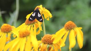 Autum Fall (Greer 2016)