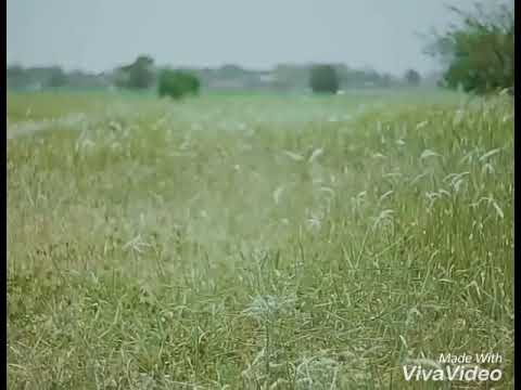 RAN - Melawan Dunia memory Adamfabumi