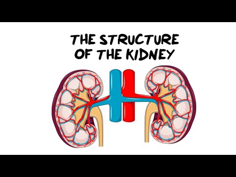 Intro to the Kidney Structure