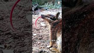 Numbat ❤️‍🔥 The Mammal Nobody Talks About!